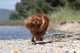 CAVALIER KING CHARLES 184